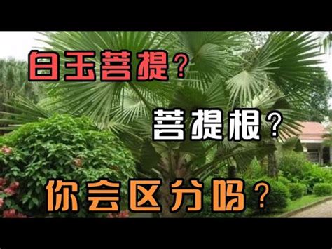 綠菩提功效|綠菩提根：智慧之門